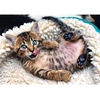image:imageTrefl Cheerful Kitten 1000 Piece Jigsaw Puzzle Red 27x19 Print DIY Creative Fun Classic Puzzle for Adults and Children from 14 Years Old