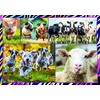 image:imageTrefl Funny Animals 4x250 Piece Jigsaw Puzzle 133x94 Print DIY Puzzle Creative Fun Classic Jigsaw for Adults and Children from 14 Years Old