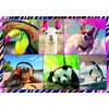 image:imageTrefl Funny Animals 4x250 Piece Jigsaw Puzzle 133x94 Print DIY Puzzle Creative Fun Classic Jigsaw for Adults and Children from 14 Years Old