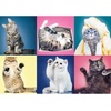 image:imageTrefl Kittens 500 Piece Jigsaw Puzzle Red 19x13 Print DIY Jigsaw Creative Fun Classic Puzzle for Adults and Children from 10 Years Old