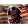 image:imageTrefl  Square Box  American Dog  1000 Piece Jigsaw Puzzle 27x19 Print DIY Puzzle Creative Fun Classic Jigsaw for Adults and Children from 14 Years Old