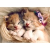 image:imageTrefl Sleeping Kittens 500 Piece Jigsaw Puzzle Red 19x13 Print DIY Jigsaw Creative Fun Classic Puzzle for Adults and Children from 10 Years Old