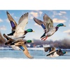 image:imageTrefl Premium Plus Quality  Mallards in Flight  1000 Pieces Timeless Motifs Series Perfect Piece Fit for Adults and Kids 14