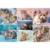 image:imageTrefl in the cat World 100 Piece Jigsaw Puzzle Red 16x11 Print DIY Jigsaw Creative Fun Classic Puzzle for Adults and Children from 5 Years Old