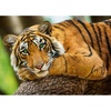image:imageTrefl Tiger Portrait 500 Piece Jigsaw Puzzle Red 19x13 Print DIY Puzzle Creative Fun Classic Puzzle for Adults and Children from 14 Years Old