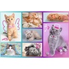 image:imageTrefl Cute Cats 60 Piece Jigsaw Puzzle Red Print DIY Puzzle Creative Fun Classic Jigsaw for Adults and Children from 4 Years Old
